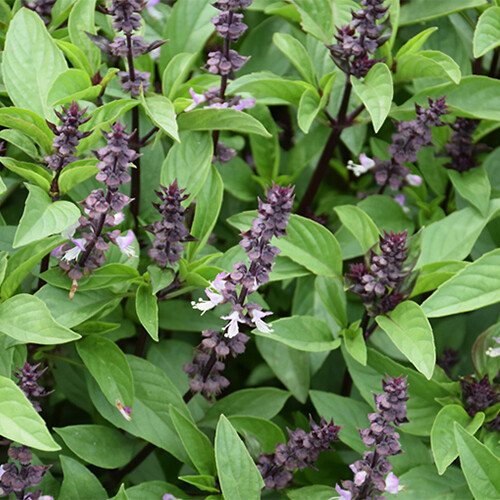 Cinnamon Basil Seeds | Heirloom / Non-GMO | Free Shipping | Seed Store | 1125