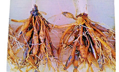 15 Orange Daylily Bulbs Bare Root Ditch Lily Hardy Perennial Outdoor Flowers