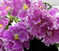 African Violet Plant EK Bright Kimono