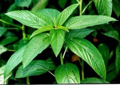 2000 Bangladeshi sweet Jute seeds , Egyptian Spinach , Corchorus Olitorius