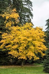 10 YELLOW ASH TREE Kentucky Yellowwood White Flr Cladrastis Lutea Kentukea Seeds