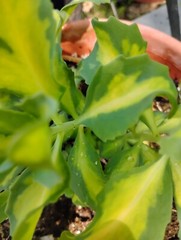 SET 2 PLANTS VERY EASY GROWING PERENNIAL VERY COLORFUL & MULTIPLIES GREAT!!