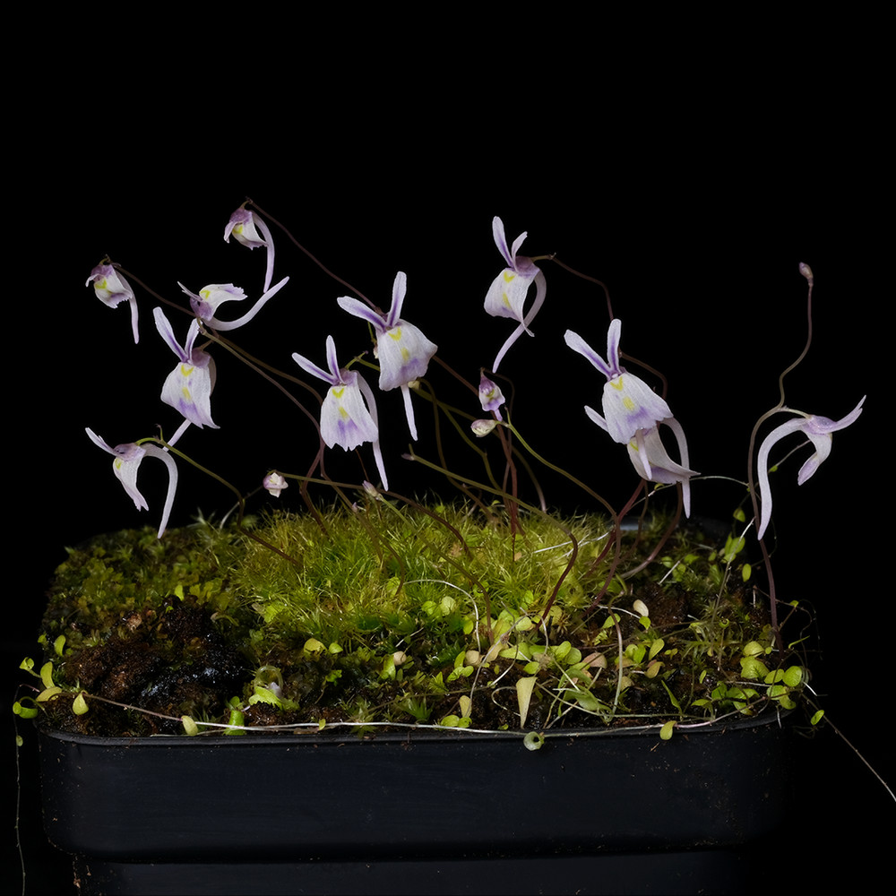 Utricularia sandersonii – 2.5″ tall pot – Carnivorous plant