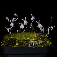 Utricularia sandersonii – 2.5″ tall pot – Carnivorous plant