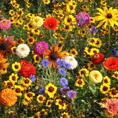 Children’s Wildflower Seed Mix | Easy to grow wildflowers