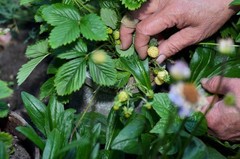 20 ‚ PINEAPPLE CRUSH ‚ STRAWBERRY Everbearing Fragaria Vesca Alpine White Yellow