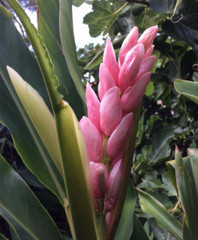 2 Pink Perfection Shell Ginger rhizomes, Alpinia hainanensis, Free Shipping!