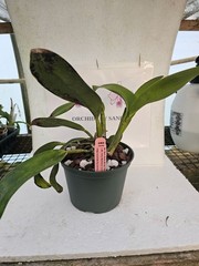 Blc Mem Helen Brown x Blc Kitty Mattheny 6 Inch Pot 3C32