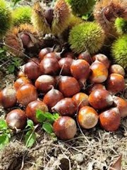 5 Dunstan Chestnut Tree 12-24″ Tall Hybrid Tree Bare Root
