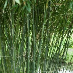 100 Bissetii Bamboo Seeds | Privacy Climbing Garden Seeds | Fast Growing Screen