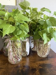 25 Sweet Potato Slips Plants – All Purple – Vining Type- Non GMO & Chemical Free