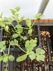 Watermelon Live Plant – Seedlings/Plugs and Plants – 3″- 12″ tall – 30-60+ days