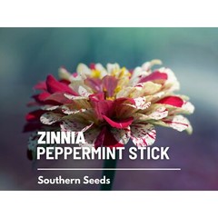 Zinnia, Peppermint Stick – 100 Seeds – Candy-Striped (Zinnia Elegans)