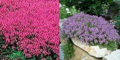 Creeping Thyme MIXED Red & Purple 4″ Ground Cover Perennial Non-GMO 500 Seeds!