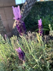 Spanish Lavender/ Topped Lavender/ Lavandula Stoechas- 50 seeds – USA seller