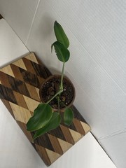 US SELLER!! Monstera Burle Marx Flame — SELLERS CHOICE!!!