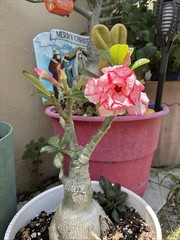 Queen Esther Beautiful Desert Rose Tiple Petal