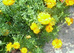 MARIGOLD SEEDS, 250, LOVELY YELLOW FLOWERS, VERY EASY TO GROW, ORGANIC,FREE SHIP