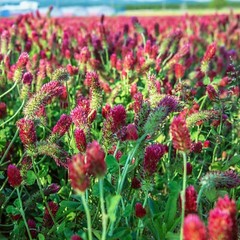 Clover CRIMSON RED Flowers legume adds Nitrogen Pollinators 1000+ Seeds!