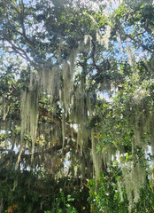 1 Gallon Bag Fresh Florida Green Spanish Moss Airplan Crafts/Arrangements/Mulch
