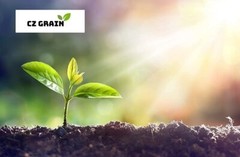 Bulk Egyptian Wheat Seeds for Planting – Can Grow to 10 Feet Tall – Grow Chicken