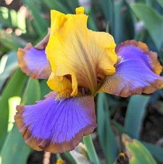 ‚Brown Lasso‘ Bb Bearded Iris Rhizome PRE-SALE to Ship Aug/Sept
