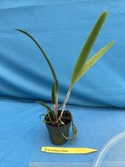 Rlc Everything Nice ‘Showtime’ Green White Fragrant Mericlone Orchid 2.5” Pot