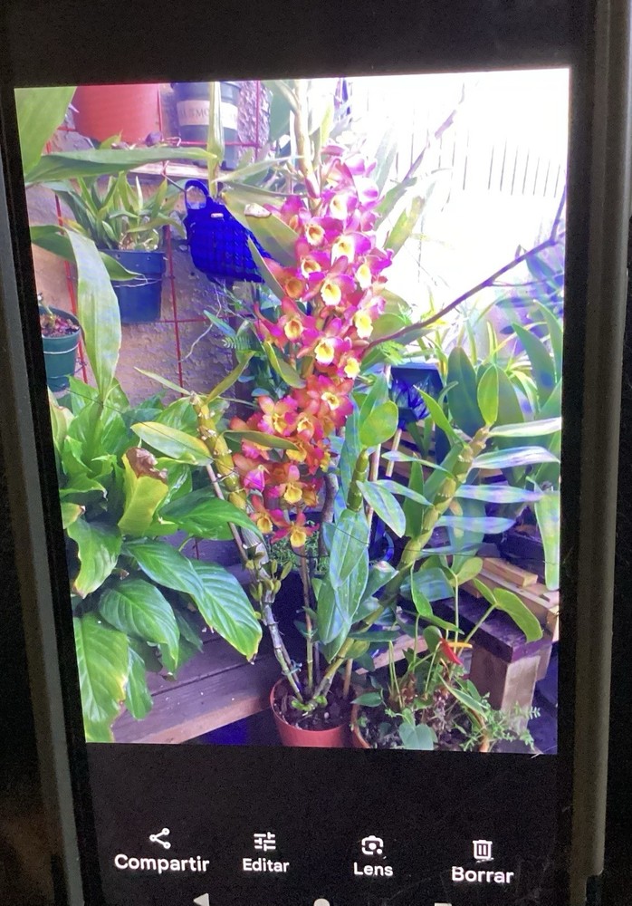 Dendrobium Orchid Flowering Potted Plant Purple/Yellow Indoor/Outdoor
