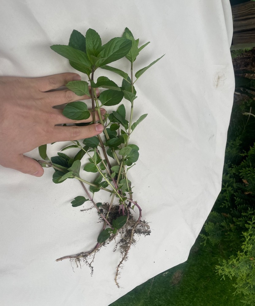 ‚Chocolate Mint‘ ( Mentha x piperita) / 6 Field Grown Rooted Peppermint Stems