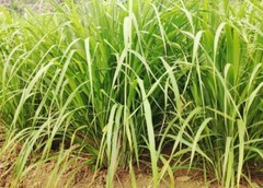 100+Lemongrass Seeds West Indian Culinary Herb perennial plant seeds USA