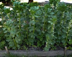 Broad Windsor Fava Bean Seeds, NON-GMO, Mediterranean, Cover Crop, FREE SHIPPING