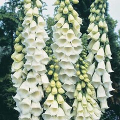 Alba Foxglove Seeds | Heirloom / Non-GMO | Free Shipping | Flower Seeds | 1244