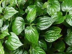 1 Bare Root-Piper Sarmentosum Plant(La Lot/loLot/Wild Pepper /Wild Betel Leaf)