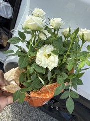 Mini Roses White Dwarf Rose Indoor Outdoor Balcony Plant Easy Care Plant