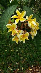 White/Yellow Plumeria Fresh Starter Cutting Single Head 10-12inch Unrooted x1