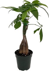 Pachiras Twisted Money Tree Trending Very Easy To Grow Indoors Live Plant 3″ Pot