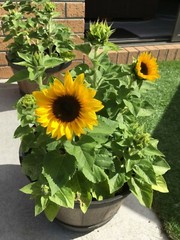 25 Sunspot Dwarf Sunflower Seed Heirloom NON-GMO Fresh Seed CUTE, STUBBY, & FUN