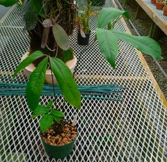 Anthurium thrinax-very rare terrestrial aroid from the Guianas, compact and easy