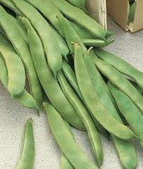 20+ Romano Pole Bean Seeds Italian Roma II Brown / White Flat Yard Qing Bain