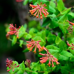 Honeysuckle Dropmore Scarlet 1 Potted Plant – Rooted in Quart Pot, Easy to Grow