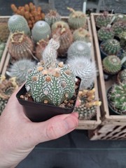 Astrophytum asterias cv. Iwata Snow White ISW US seller
