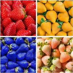 800 Mixed Strawberry Seeds – 4 Colors – Non-GMO Heirloom Perennial Seeds for Pla