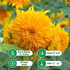 Dwarf Teddy Bear Sunflower Seeds Heirloom Non-GMO Attracts Pollinators