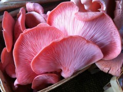 Seeds Mushroom Oyster Pink Rare Mycelium Spawn Dried Spores Organic Ukraine