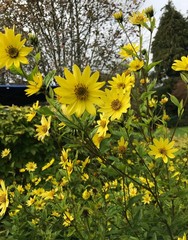 Lemon Queen Sunflower, Lemon Yellow, Variety Sizes Sold, FREE SHIPPING