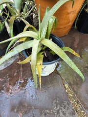 VERY LARGE Aloe Vera Live Plant | Easy Care Succulent