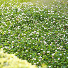 Outsidepride White Dutch Clover Seed 2 lb – Nitrocoated, Lawn Alternative, Cover