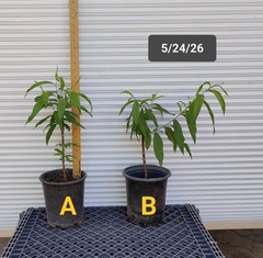 1 (One) Live «YELLOW DONUT PEACH» plant grafted rooted about 10-16″ tall.