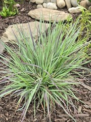 Schizachyrium Little Bluestem LIVE 1G Ornamental Grass ‚Standing Ovation‘ WOW!