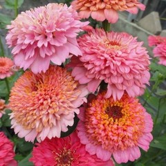 100+ Cupcakes Pink Mix Zinnia Seeds for Garden Planting – USA – FREE SHIPPING!